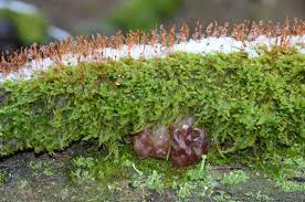 Attēlu rezultāti vaicājumam “Exidia cartilaginea”