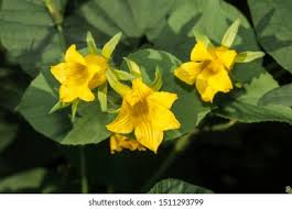 Attēlu rezultāti vaicājumam “Thladiantha dubia flower”