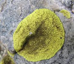 Attēlu rezultāti vaicājumam “Lecanora muralis”