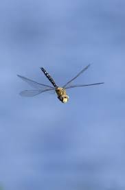 Attēlu rezultāti vaicājumam “Aeshna mixta male”