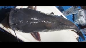 Image result for Ictalurus furcatus