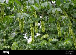 Attēlu rezultāti vaicājumam “Pterocarya fraxinifolia flower”