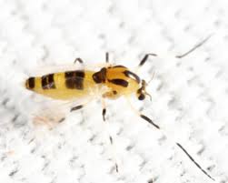 Attēlu rezultāti vaicājumam “Cricotopus male”