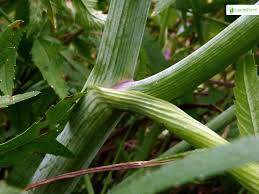 Attēlu rezultāti vaicājumam “Cicuta virosa”