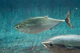 Image result for Euthynnus affinis