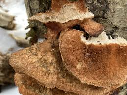 Attēlu rezultāti vaicājumam “Climacodon septentrionalis”