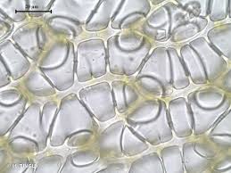 Attēlu rezultāti vaicājumam “Sphagnum centrale”