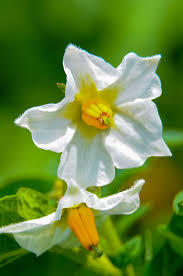 Attēlu rezultāti vaicājumam “Solanum tuberosum flower”