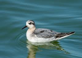 Attēlu rezultāti vaicājumam “Phalaropus fulicarius”