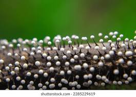 Attēlu rezultāti vaicājumam “Physarum leucophaeum macro”