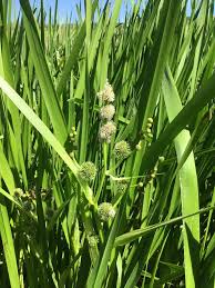 Attēlu rezultāti vaicājumam “Sparganium erectum aggr. leaf”