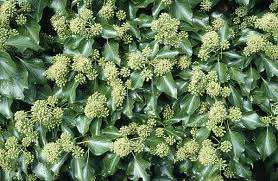 Attēlu rezultāti vaicājumam “Hedera helix  flower”