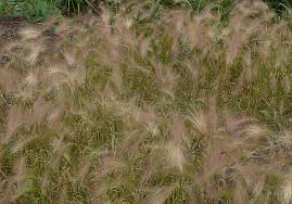 Attēlu rezultāti vaicājumam “Hordeum jubatum”