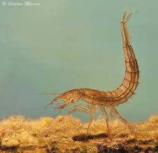 Attēlu rezultāti vaicājumam “Dytiscus sp.”