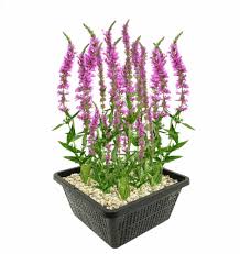 Image result for Lythrum salicaria