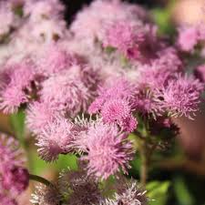 Image result for Leberbalsam