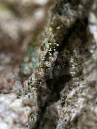 Attēlu rezultāti vaicājumam “Chaenotheca brachypoda”