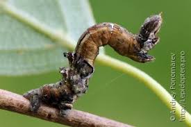 Attēlu rezultāti vaicājumam “Selenia dentaria imago”