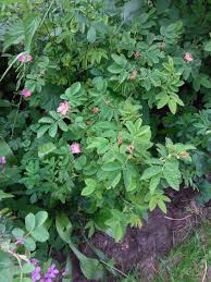 Attēlu rezultāti vaicājumam “Rosa majalis”