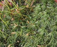 Attēlu rezultāti vaicājumam “Dicranum leioneuron”