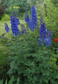 Attēlu rezultāti vaicājumam “Delphinium elatum”