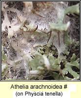 Attēlu rezultāti vaicājumam “Athelia arachnoidea”