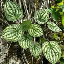 Attēlu rezultāti vaicājumam “Chrysosplenium alternifolium leaf”