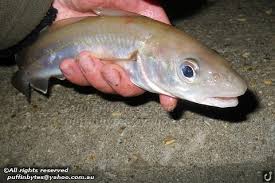 Image result for Merlangius merlangus