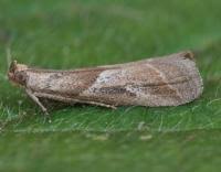 Attēlu rezultāti vaicājumam “Nyctegretis lineana”