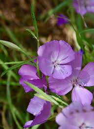 Attēlu rezultāti vaicājumam “Trichia contorta young”