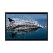 Image result for Delphinus delphis