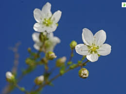 Attēlu rezultāti vaicājumam “Sagina nodosa”