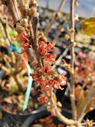 Attēlu rezultāti vaicājumam “Hamamelis vernalis bud”