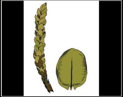 Attēlu rezultāti vaicājumam “Calliergon trifarium”