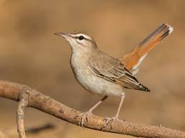 Image result for Cercotrichas galactotes