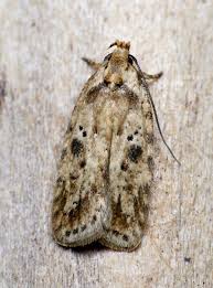 Attēlu rezultāti vaicājumam “Agonopterix aranella”