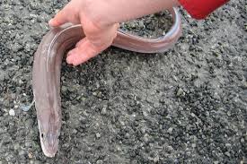 Image result for Conger conger