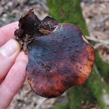 Attēlu rezultāti vaicājumam “Polyporus badius”
