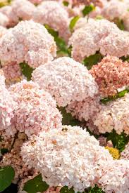 Attēlu rezultāti vaicājumam “Hydrangea arborescens subsp. discolor”