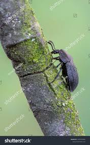 Attēlu rezultāti vaicājumam “Phosphuga atrata”