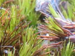 Attēlu rezultāti vaicājumam “Dicranales”