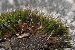 Attēlu rezultāti vaicājumam “Schistidium robustum sporophyte”