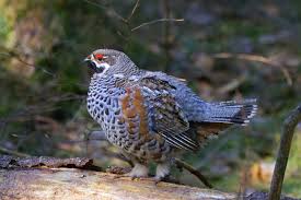 Attēlu rezultāti vaicājumam “Tetrastes bonasia juvenile”