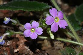Image result for Primula obconica