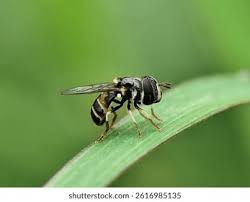 Attēlu rezultāti vaicājumam “Syrphidae”