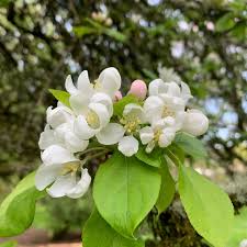 Attēlu rezultāti vaicājumam “Malus purpurea”