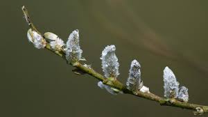 Attēlu rezultāti vaicājumam “Salix cinerea female flower”