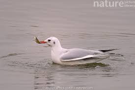 Image result for Chroicocephalus ridibundus