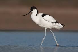 Attēlu rezultāti vaicājumam “Recurvirostra avosetta”