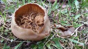 Attēlu rezultāti vaicājumam “Discina perlata”